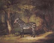 George Stubbs A Zebra oil painting reproduction
